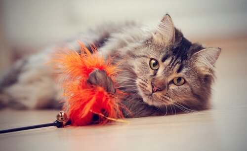 Wie du deiner Katze Tricks beibringen kannst - Apportieren