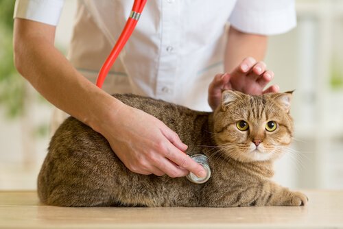 Katze beim Besuch beim Tierarzt