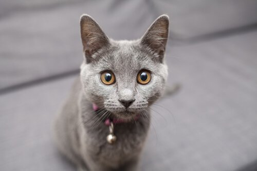 Katzenmassage macht Katze glücklich