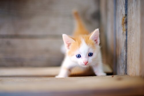 kleine Miezekatze erobert die Welt