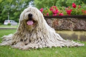 Komondor: der ungarische Schäferhund mit Dreadlocks