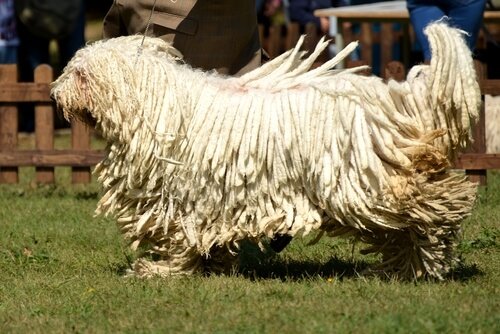 Komondor, der Hund mit dem Rasta-Fell