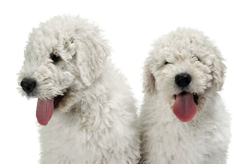 Komondor Welpen