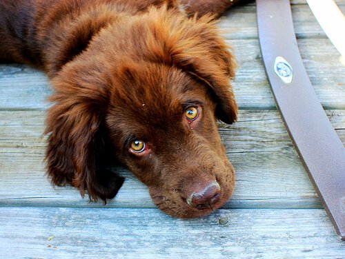 Deprimierter Hund