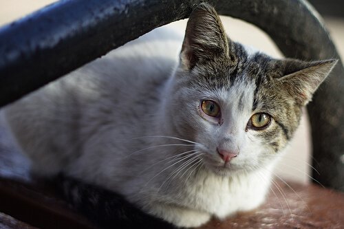 Krebskrankheiten bei Katzen
