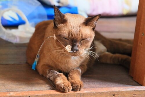 Krebskrankheiten bei Katzen