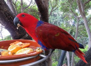 Lebensmittel für Papageien