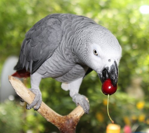 Lebensmittel für Papageien sollten abwechslungsreich sein.