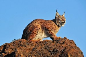 Der Luchs: Porträt einer wilden Katze