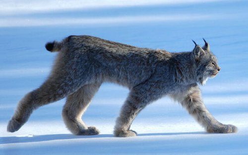 Luchs