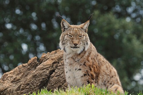 der Iberische Luchs