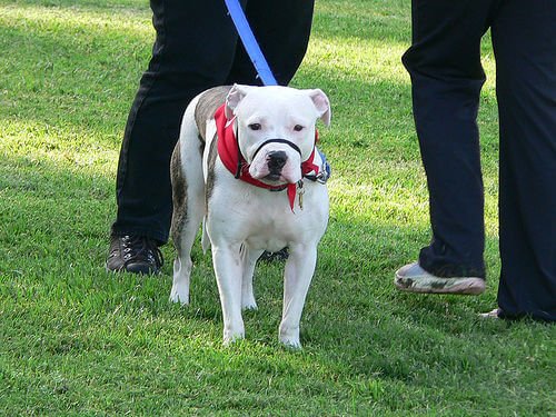 Manche Hunde brauchen einen Maulkorb