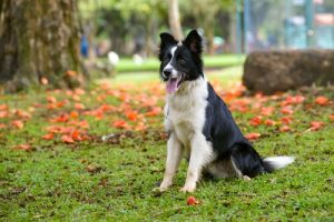 Hunderassen: die intelligenten Border Collies