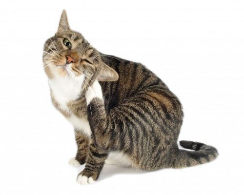 Milbenarten, die Katzen befallen
