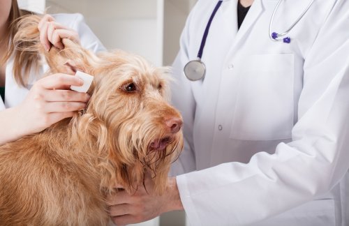 Milbenarten: Otodectes cynotis verursacht Otitis und Ohrräude
