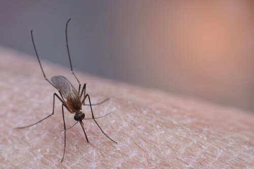 Es möglich ist, Moskitostiche in der Nacht zu vermeiden