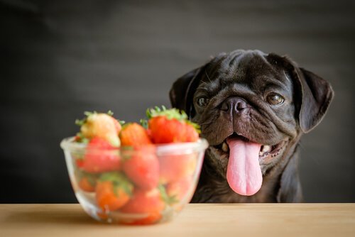 natürliches Futter für Hunde: Erdbeeren