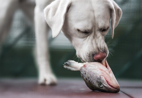 natürliches Futter für Hund: Fisch