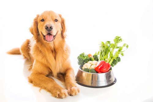 natürliches Futter für Hunde: Gemüse