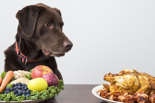natürliches Futter für Hund: Gemüse und Hühnchen