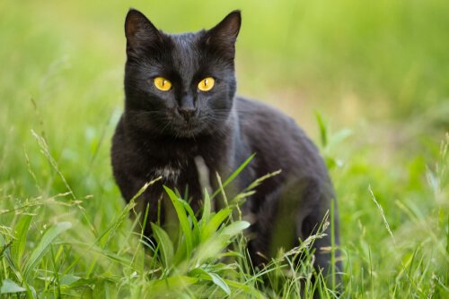 Panther-Katze: Eigenschaften und Pflege