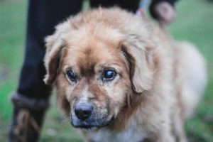 Tipps zur Pflege von blinden Hunden