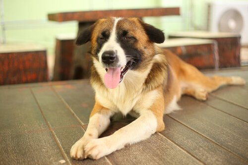 Pflege von blinden Hunden im Haus