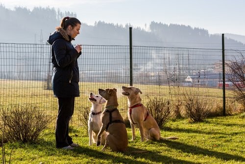 positive Hundeerziehung - Frau trainiert Hunde