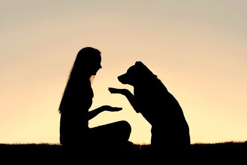Positive Hundeerziehung: Was genau bedeutet das?