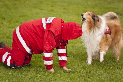 Rotes Kreuz bildet Such- und Spürhunde aus