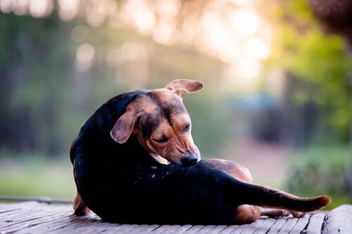 Mein Hund hat Räude - was tun?