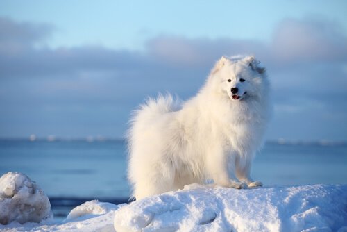 Samojede - eine nordische Hunderasse