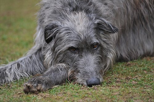 Deerhound auf einer Wiese