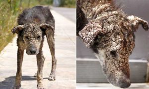 Hund hat Räude