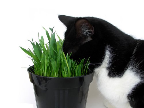für Katzen sind diese Pflanzen gefährlich