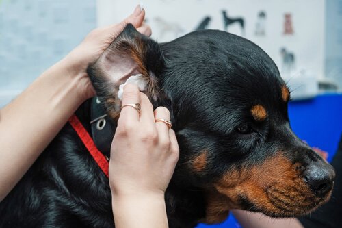 Tipps zum Hundeohren reinigen
