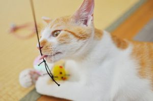 Spiele für Katzen, die für Spaß und Bewegung sorgen