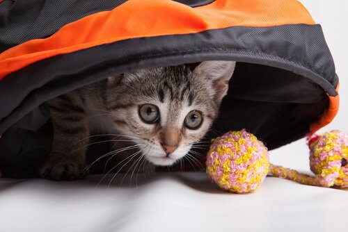 Spiele für Katzen sorgen für Beschäftigung.