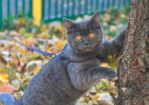 Spiele für Katzen sorgen für Bewegung.