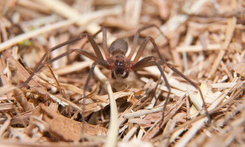 Wie vermeidet man Spinnen zu Hause?