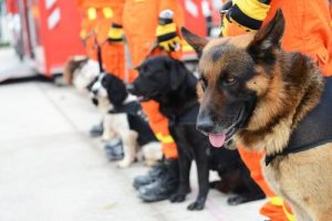 Such- und Spürhunde - Was weißt du über sie?