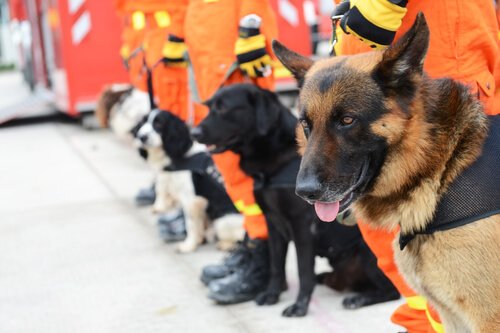 Such- und Spürhunde - Was weißt du über sie?