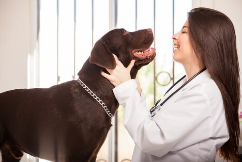Tierarzt und Hund
