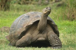 Top 8 der langlebigsten Tiere