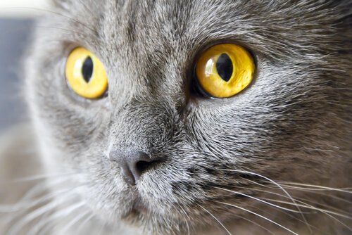 Ursachen der Regenbogenhautentzüdung bei Katzen