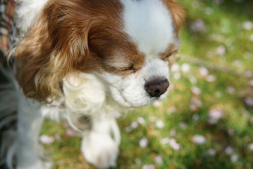 Vergiftung bei Hunden