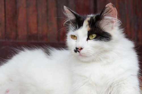 Verhütungsmittel bei Hunden und Katzen und andere Methoden