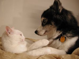 Verhütungsmittel bei Hunden und Katzen