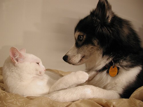 Verhütungsmittel bei Hunden und Katzen