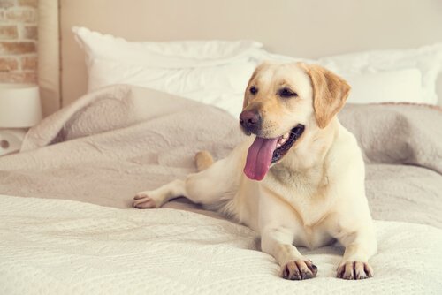 Wie funktionieren Verhütungsmittel bei Hunden und Katzen